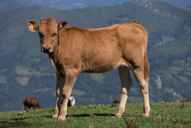 File:Asturias-01Sep18-1.jpg